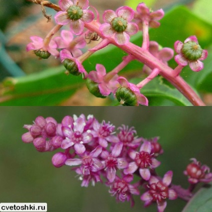 Pokeweed alkörmös és American Photo, ültetés és gondozás, a gyógyító növények