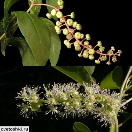 Pokeweed alkörmös és American Photo, ültetés és gondozás, a gyógyító növények