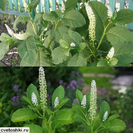 Phytolacca lakonos și fotografii americane, plantarea și îngrijirea, proprietățile medicinale ale plantei