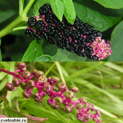 Pokeweed alkörmös és American Photo, ültetés és gondozás, a gyógyító növények