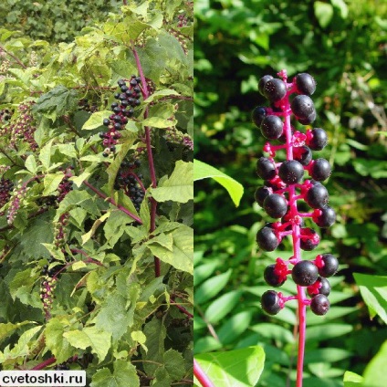 Pokeweed alkörmös és American Photo, ültetés és gondozás, a gyógyító növények