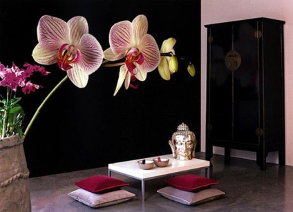 Tapete cu imaginea orhideelor ​​într-o florărie blândă interioară pe pereții dvs.