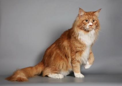 Fotografia unui adult Maine Coon 23 poze