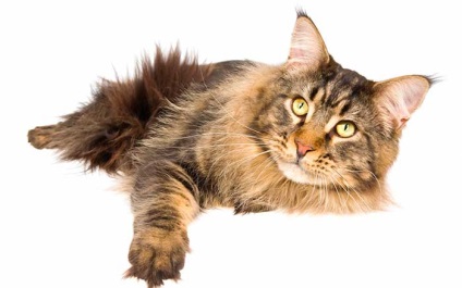 Fotografia unui adult Maine Coon 23 poze