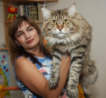 Fotografia unui adult Maine Coon 23 poze