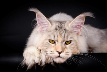 Fotografia unui adult Maine Coon 23 poze