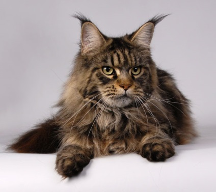 Fotografia unui adult Maine Coon 23 poze