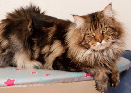 Fotografia unui adult Maine Coon 23 poze