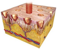 Fracțional cu laser (fotothermoliza) - prețul, procedura de cosmetologie a fotorejuvenării pielii facială în