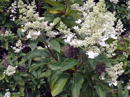 Hortenzia paniculata - fajtaleírási fotókkal ültetése és gondozása füzérvirágzatú hortenzia,