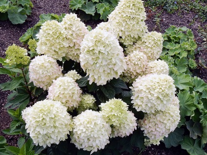 Hortensia paniculate - descrierea soiurilor cu plantare foto și îngrijirea hortensiei paniculate,