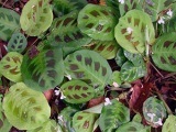Hortenzia paniculata - fajtaleírási fotókkal ültetése és gondozása füzérvirágzatú hortenzia,