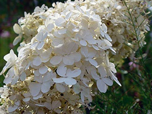 Hortenzia paniculata - fajtaleírási fotókkal ültetése és gondozása füzérvirágzatú hortenzia,