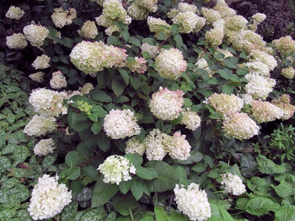 Hortensia paniculate - descrierea soiurilor cu plantare foto și îngrijirea hortensiei paniculate,