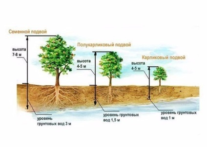 Am pregătit un loc de plantare pentru pomi fructiferi