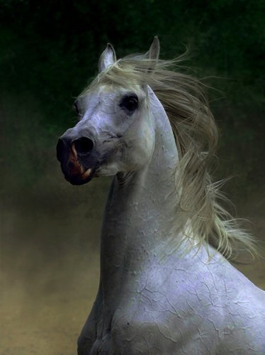 Kecses ló (35 fotó) - helyszíni állatbarátok