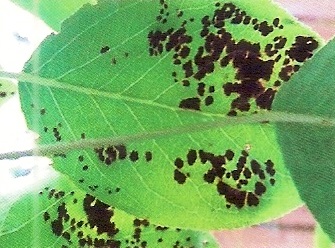 Pui Gall mite - grădini de Siberia