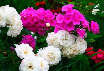 Idei pentru decorarea unei grădini de flori în țară cu propriile mâini, exemple de fotografie