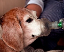 Inhalarea câinilor