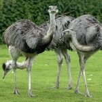 Caracteristici interesante ale struțului Emu și caracteristicile acestor păsări