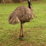Caracteristici interesante ale emu și caracteristicile acestor păsări