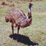 Caracteristici interesante ale emu și caracteristicile acestor păsări