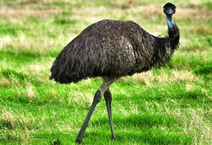 Caracteristici interesante ale struțului Emu și caracteristicile acestor păsări