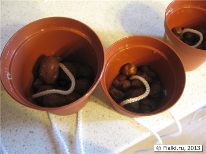 Din experiența senpoliilor în creștere pe argilă, violete (senpolia)