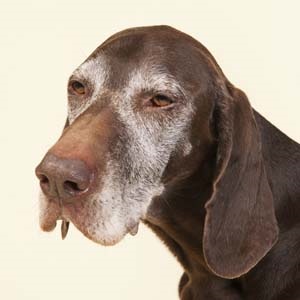 Mi betegségek veszélyeztetik a kutya életkora részlet az előadás - dogfrend blog