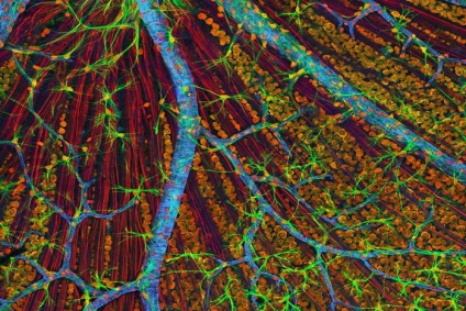 Cum arată corpul nostru sub microscop