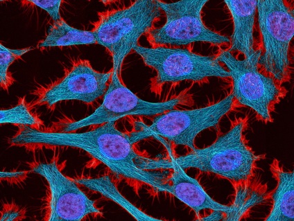 Cum arată corpul nostru sub microscop