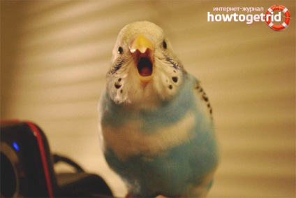 Hogyan kell tanítani beszélő papagáj