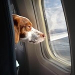 Cum să transportați un câine într-o regulă de bază a avionului