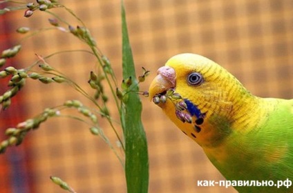 Hogyan kell helyesen gondozni a papagáj