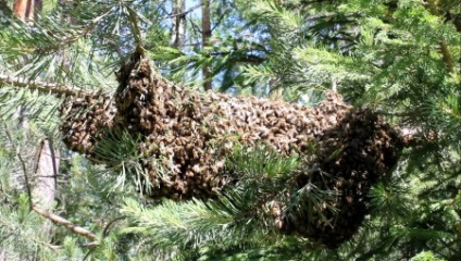 Cum să elimini un roi de albine de la un copac înalt (sfaturi)