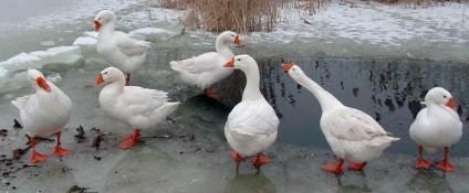 Hogyan tartsuk a ludak az otthon a téli és ajánlások részletes videó