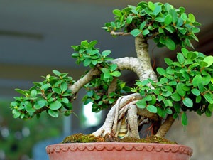 Hogyan hozzunk létre egy bonsai