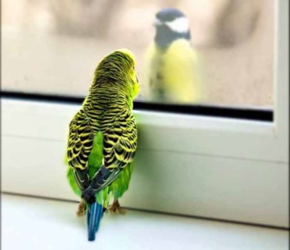 Hogyan kell menteni a papagáj a veszélyeket az élet a házban, a csírák