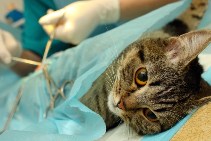 Hogyan törődik a macska sterilizálás után, a szabályok és ajánlások