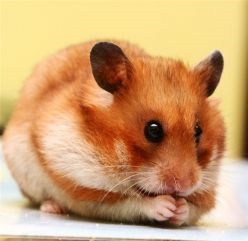 Cum să ai grijă de hamsteri