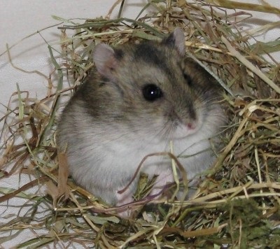 Cum să ai grijă de hamsteri 4 reguli, cum să ai grijă de hamsteri, de îngrijire pentru hamsteri, beautyinfo