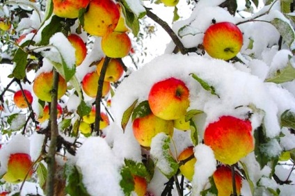 Cum se protejează plantele împotriva înghețării și amortizării
