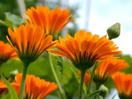 fotó Calendula, termesztés és ültető, gondoskodás körömvirág, reprodukció