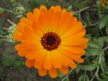 Calendula fotografie, cultivarea și plantarea, îngrijirea pentru calendula, reproducerea