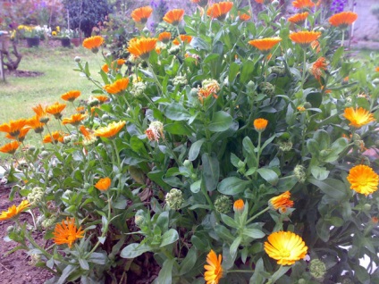 Calendula fotografie, cultivarea și plantarea, îngrijirea pentru calendula, reproducerea