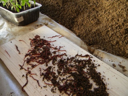California viermi cum să reproducă la domiciliu, video