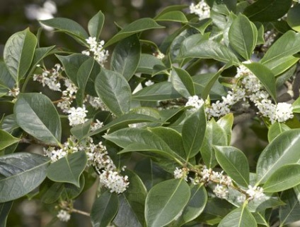 Kinmokusey (Osmanthus)