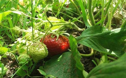 Descrierea varietatii de strawberry - gigantelle, fotografie de gradina de capsuni salbatice, grooming - gigant, in crestere