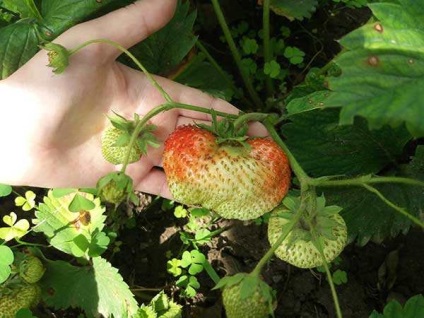 Descrierea varietatii de strawberry - gigantelle, fotografie de gradina de capsuni salbatice, grooming - gigant, in crestere