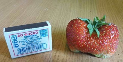 Descrierea varietatii de strawberry - gigantelle, fotografie de gradina de capsuni salbatice, grooming - gigant, in crestere